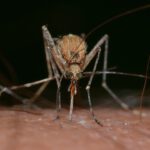 Cuatro ciudades de EE.UU. se declaran en «aislamiento voluntario» por los mosquitos