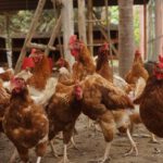 ¿Podría el H5N1 Causar una Próxima Pandemia Global?