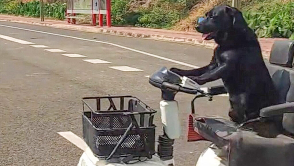 Perro conductor se adueña de las calles y de los corazones de internautas