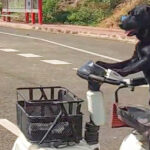 Perro conductor se adueña de las calles y de los corazones de internautas