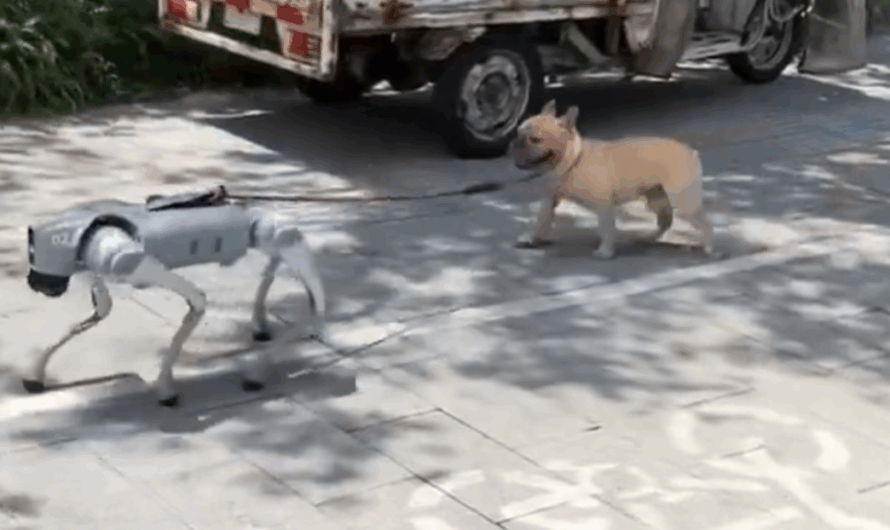 Un perro robot pasea a un perro real y la escena se vuelve viral